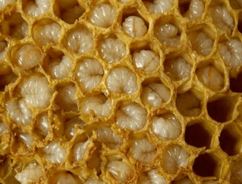 Produits d'apiculture